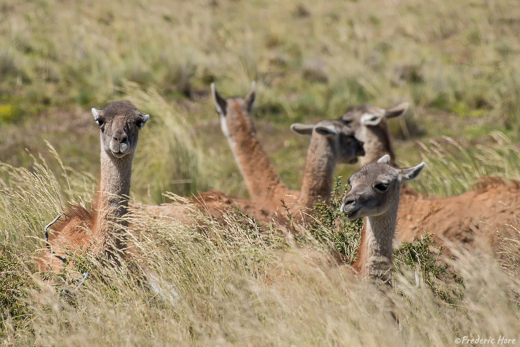 Torre del Paine National Park